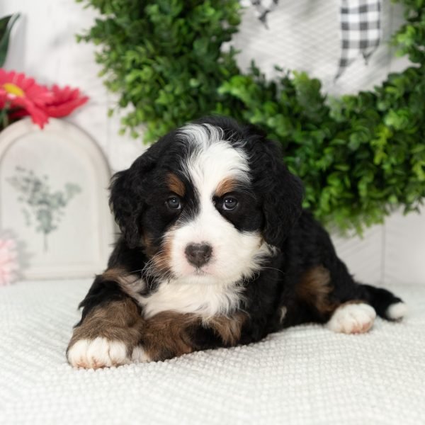 Ultra-Bernedoodle-Puppy-Gabby-2