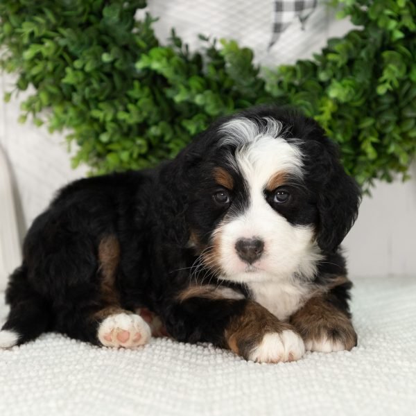 Ultra-Bernedoodle-Puppy-Gabby-3