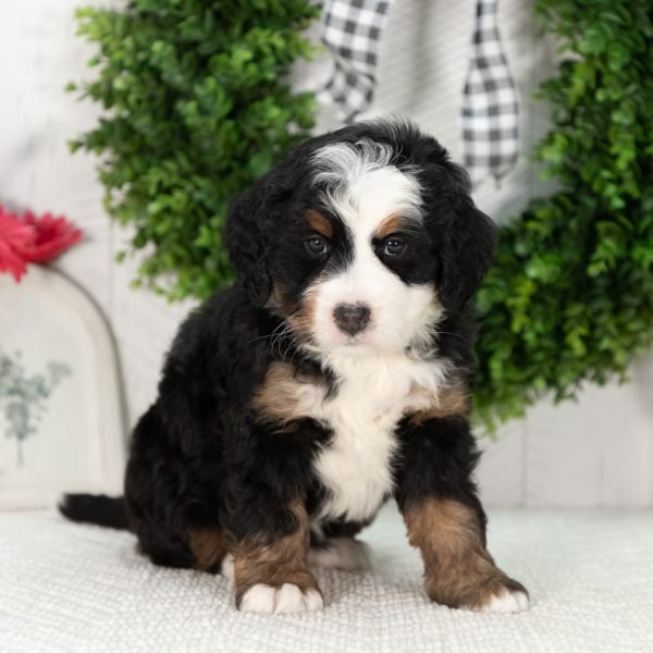 Ultra-Bernedoodle-Puppy-Gabby-4