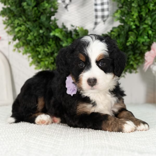 Ultra-Bernedoodle-Puppy-Gabby