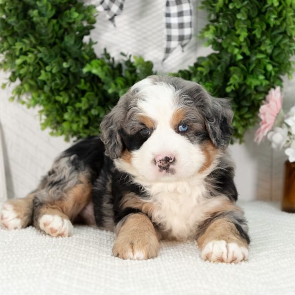 Ultra-Bernedoodle-Puppy-Gabriel-3