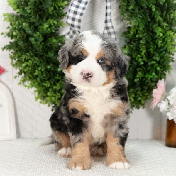 Ultra-Bernedoodle-Puppy-Gabriel-4