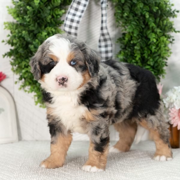 Ultra-Bernedoodle-Puppy-Gabriel-5