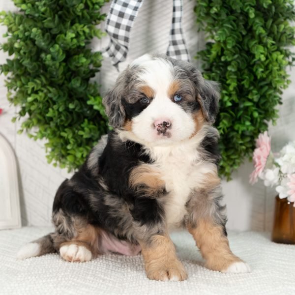 Ultra-Bernedoodle-Puppy-Gabriel-6