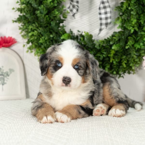 Ultra-Bernedoodle-Puppy-Gavin-2