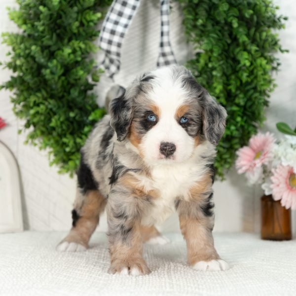 Ultra-Bernedoodle-Puppy-Gavin-4