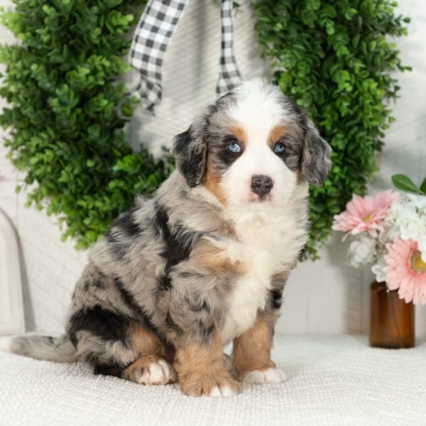 Ultra-Bernedoodle-Puppy-Gavin-5