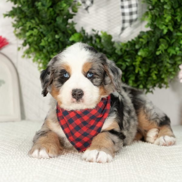 Ultra-Bernedoodle-Puppy-Gavin