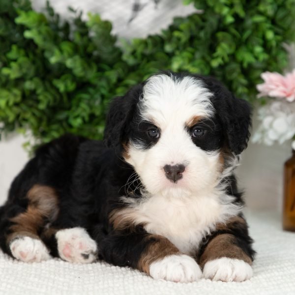 Ultra-Bernedoodle-Puppy-Girl-4