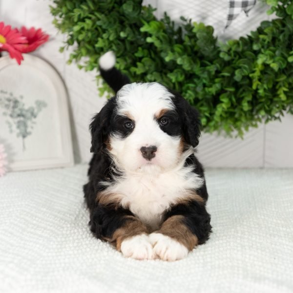 Ultra-Bernedoodle-Puppy-Girl-6