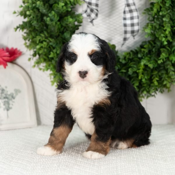 Ultra-Bernedoodle-Puppy-Girl-7