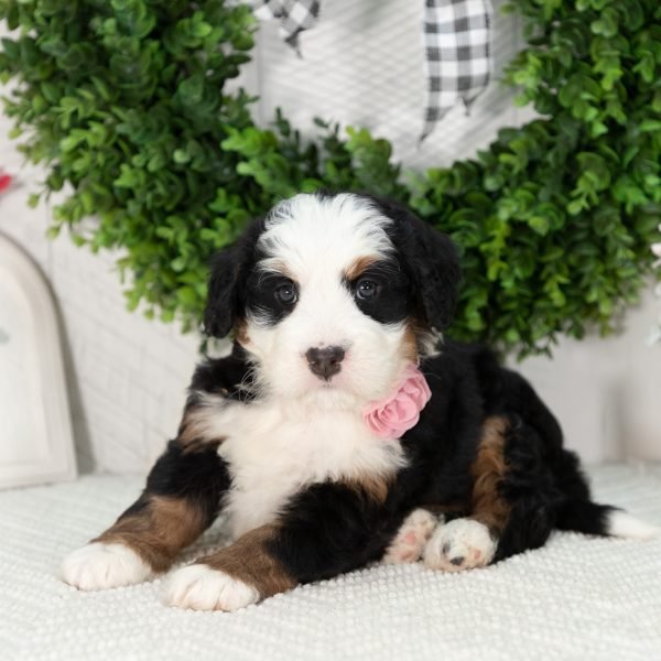 Ultra-Bernedoodle-Puppy-Girl
