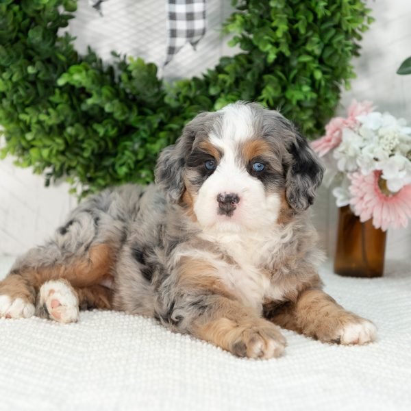 Ultra-Bernedoodle-Puppy-Gloria-2