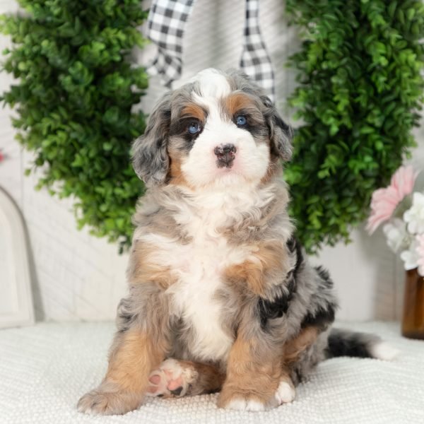 Ultra-Bernedoodle-Puppy-Gloria-4