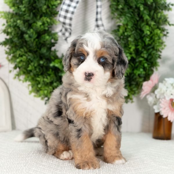 Ultra-Bernedoodle-Puppy-Gloria-5