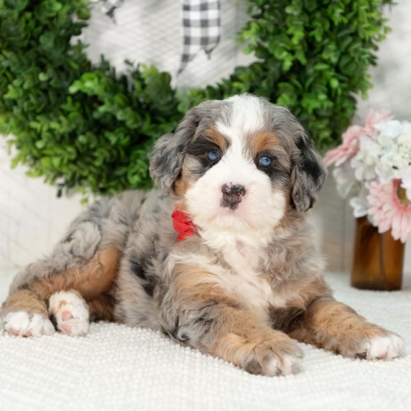 Ultra-Bernedoodle-Puppy-Gloria