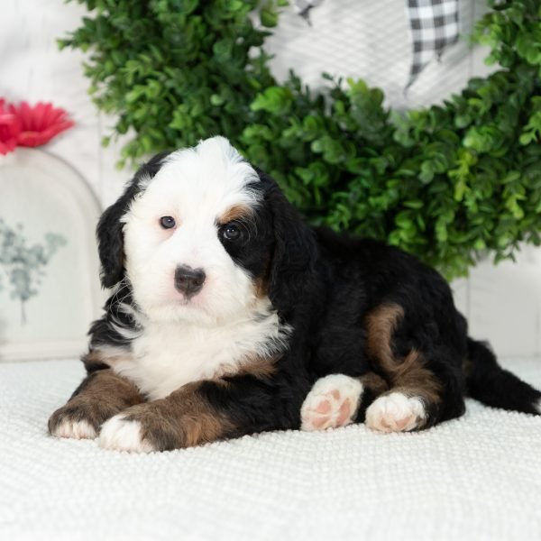 Ultra-Bernedoodle-Puppy-Grace-2