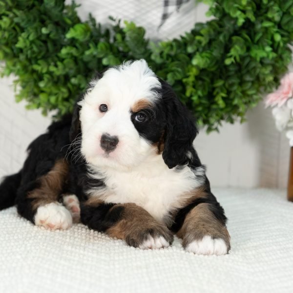 Ultra-Bernedoodle-Puppy-Grace-3