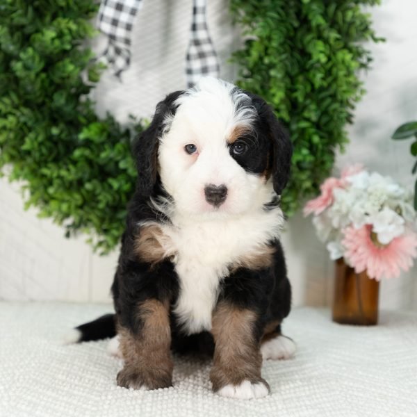 Ultra-Bernedoodle-Puppy-Grace-4