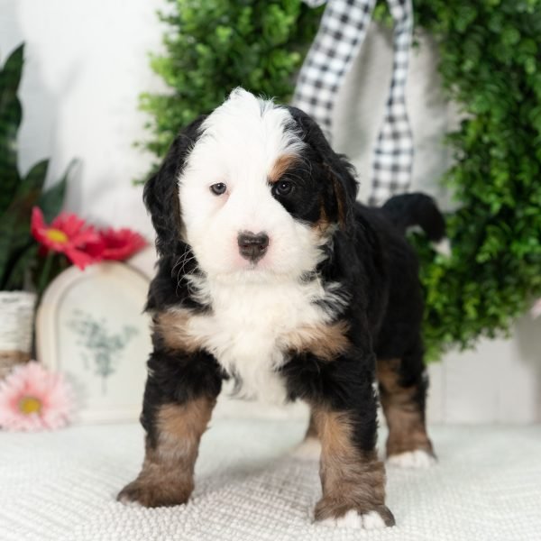 Ultra-Bernedoodle-Puppy-Grace-6