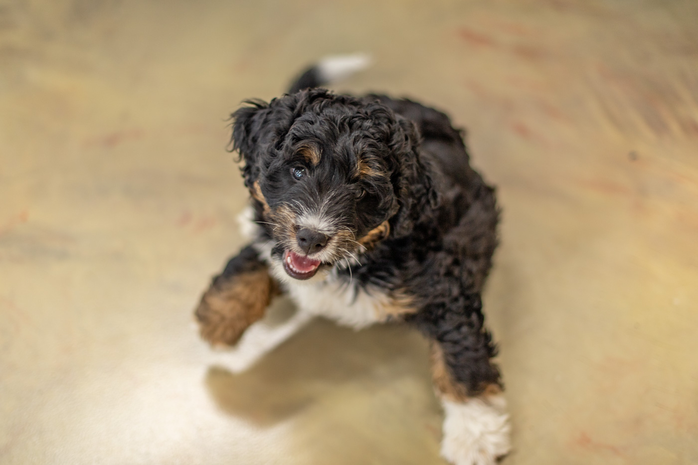 Adorable Bernedoodle puppies from Hoosier Canines enjoying their playtime in a spacious and safe outdoor area in Shipshewana, Indiana