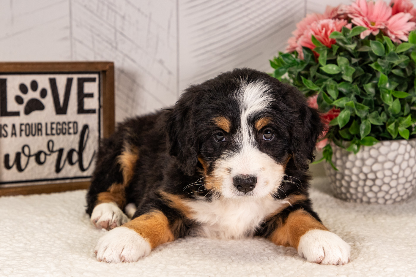 Bernedoodle Breeder Near Chicago