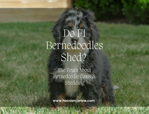 Do F1 Bernedoodles Shed? The Truth About Bernedoodle Coats & Shedding